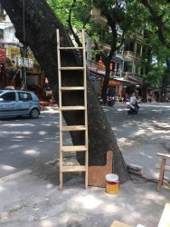 Thang gỗ gác xép 7 bậc THG01